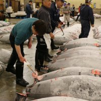 Tuna auction
