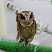 Owls 9
