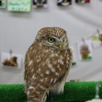 Owls 10
