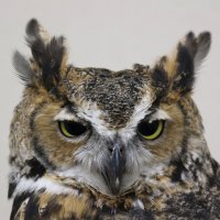 Owls 13
