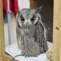 Owls 14