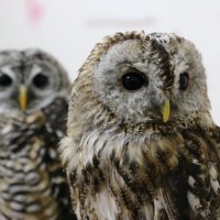 Owls 5
