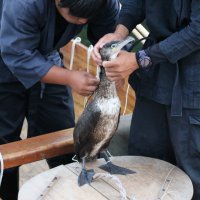 Ukai Pêche au cormoran