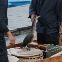 Ukai Cormorant Fishing
