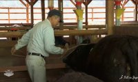 Elevage des bœufs de Kobe
